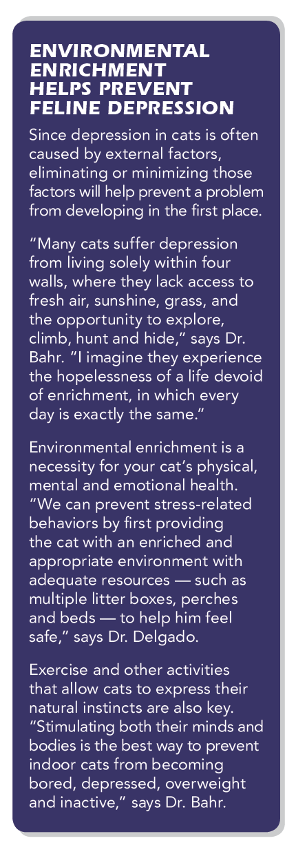 How to Spot Depression in Your Cat: Signs, Causes, and Vet Solutions