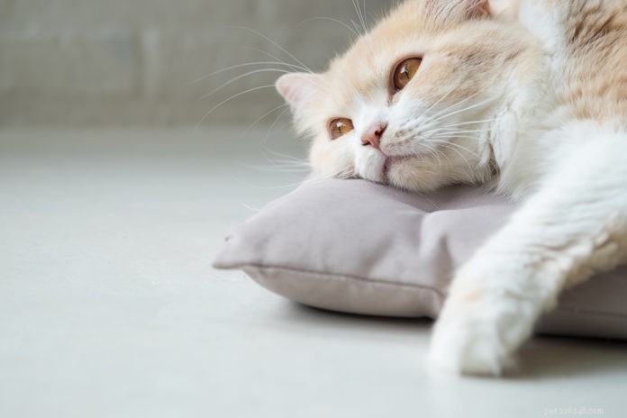 How to Spot Depression in Your Cat: Signs, Causes, and Vet Solutions