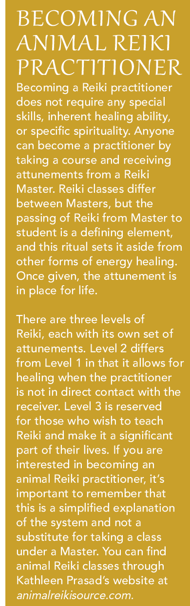 Animal Reiki: A Trusted Healing Approach for Dogs & Cats