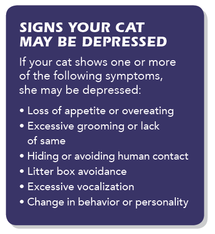 How to Spot Depression in Your Cat: Signs, Causes, and Vet Solutions