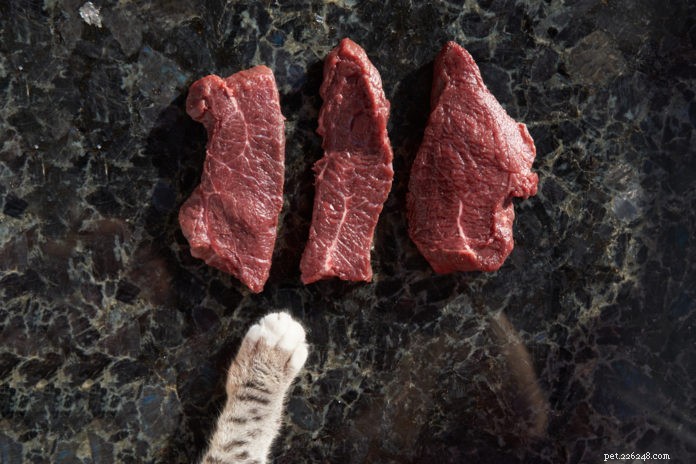 How to Transition Your Cat to a Raw Diet: A Step-by-Step Guide