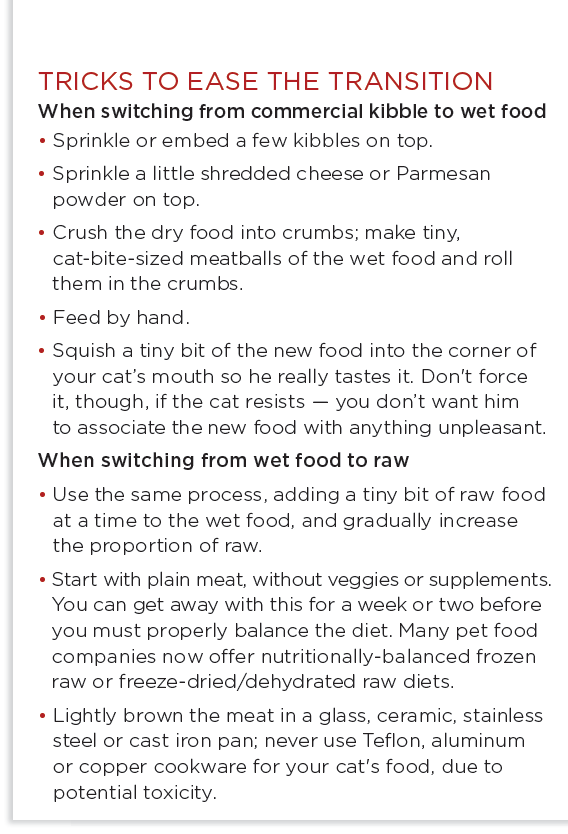 How to Transition Your Cat to a Raw Diet: A Step-by-Step Guide