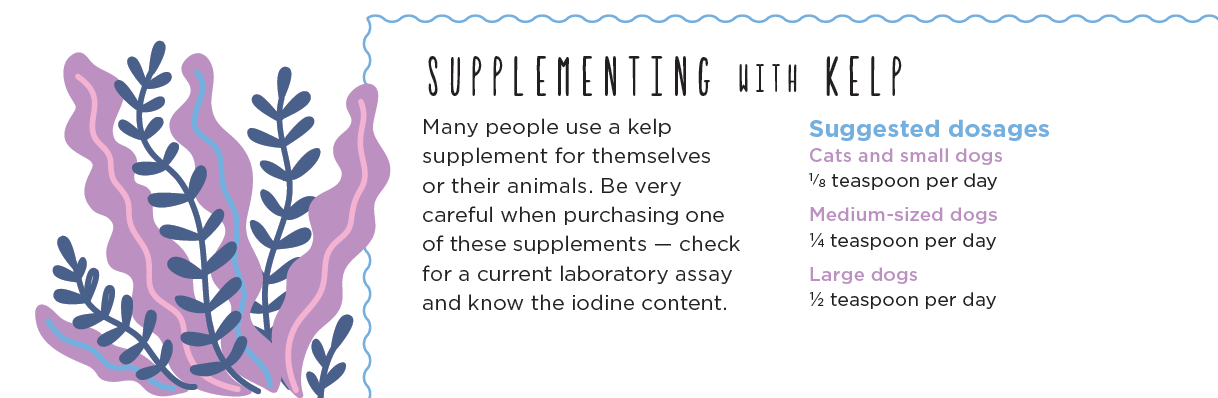 Seaweed Superfoods: Nutrient Powerhouses for Dogs and Cats
