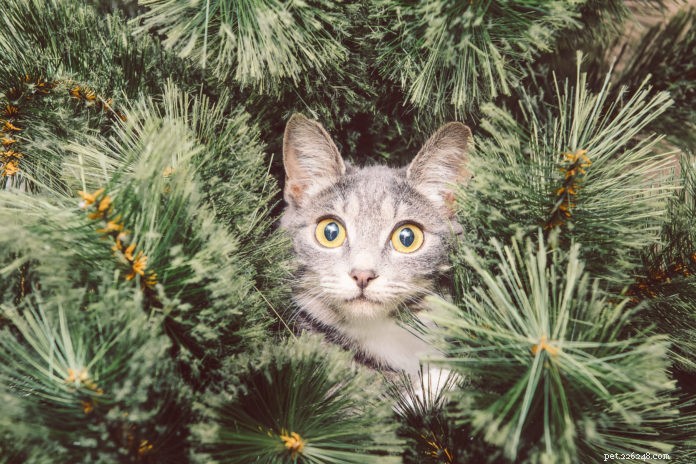 Keeping Your Cat Calm During Holiday Gatherings