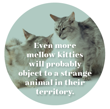 Keeping Your Cat Calm During Holiday Gatherings