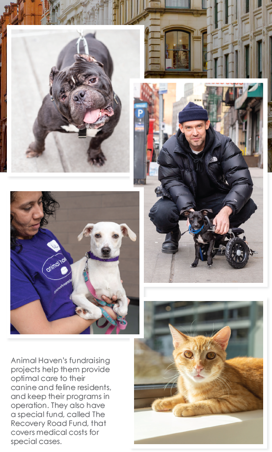 Animal Haven: NYC’s Premier Animal Rescue & Rehabilitation Center