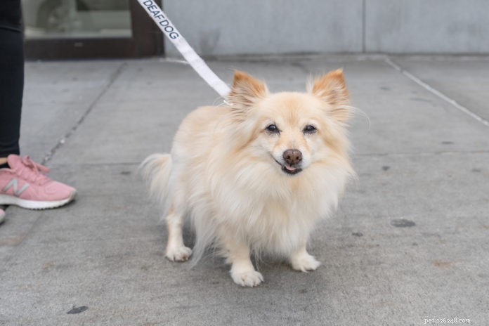 Animal Haven: NYC’s Premier Animal Rescue & Rehabilitation Center