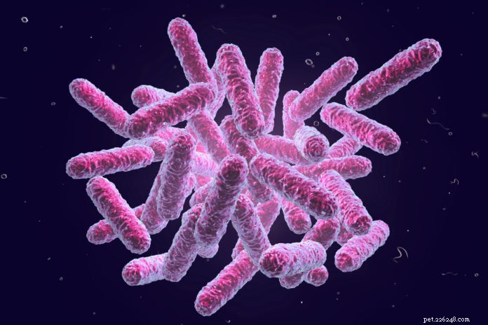 Restoring Gut Health: Microbiome Therapy for Dogs and Cats