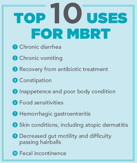 Restoring Gut Health: Microbiome Therapy for Dogs and Cats