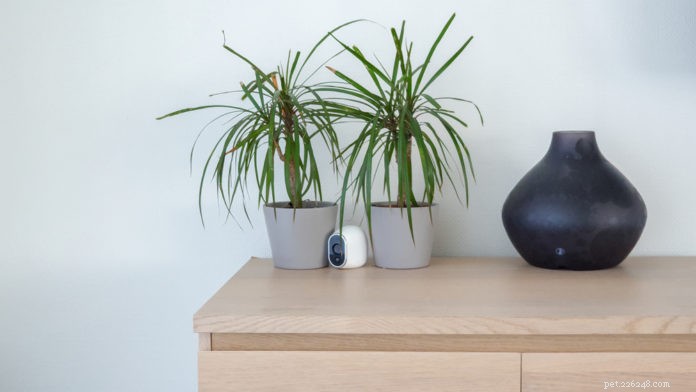 Why Pet Cameras Are Trending: Benefits, Features, and How to Pick the Right One