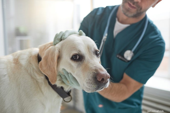 Top 10 Common Health Issues in Dogs & Cats – Vet‑Backed Insights