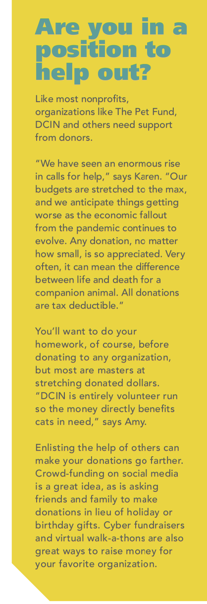 Navigating Veterinary Costs When Funds Are Tight