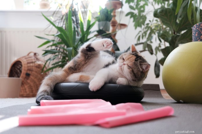 How Much Exercise Does Your Cat Actually Need?
