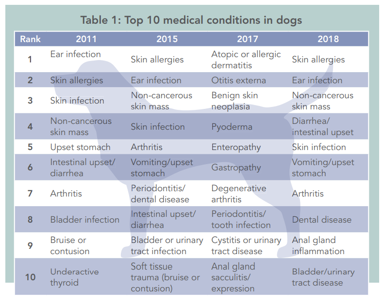 Top 10 Common Health Issues in Dogs & Cats – Vet‑Backed Insights