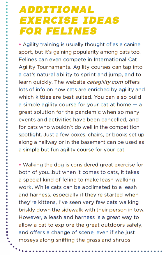 How Much Exercise Does Your Cat Actually Need?