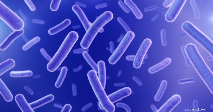 Revolutionizing Pet Health: Next‑Gen Probiotics for Dogs & Cats