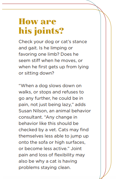 How to Perform a Comprehensive At-Home Health Check for Your Dog or Cat