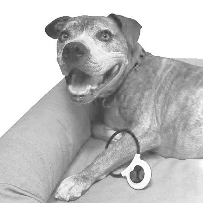 PEMF Therapy: A Promising Option for Your Dog or Cat’s Health