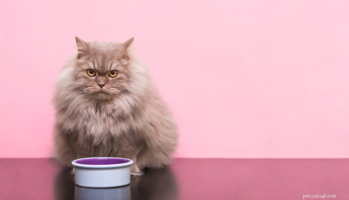 The Role of Your Cat’s Microbiome in Health and Wellness