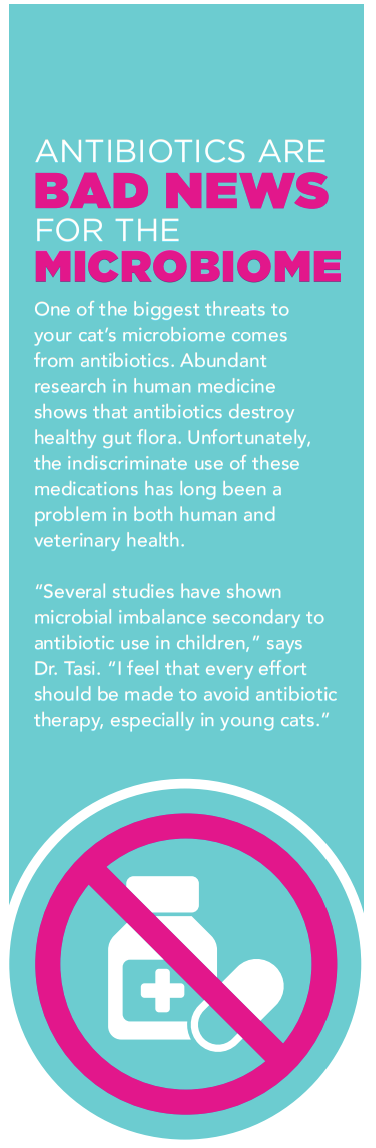 The Role of Your Cat’s Microbiome in Health and Wellness
