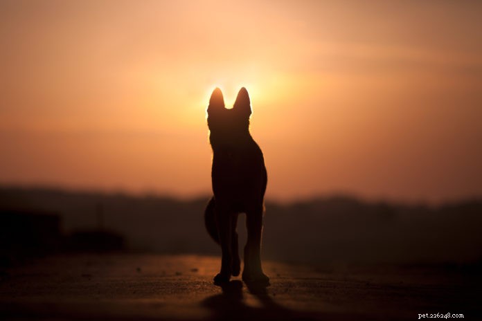 Coping with Pet Loss: Support & Strategies for Healing After Losing Your Dog or Cat