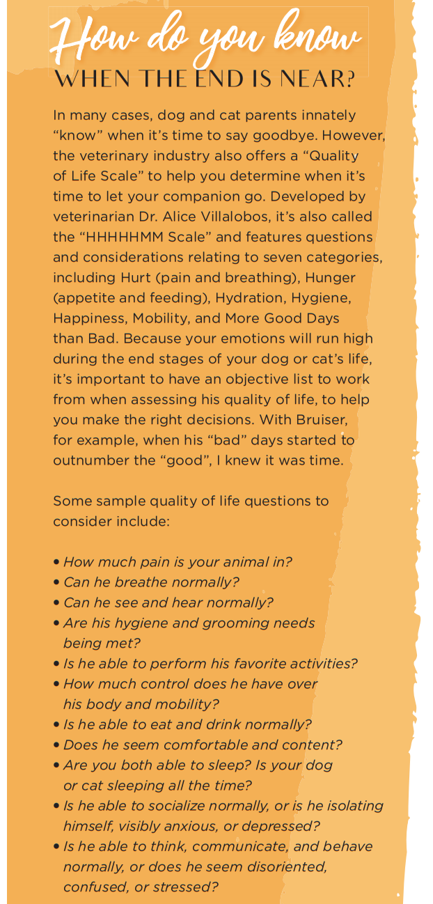Coping with Pet Loss: Support & Strategies for Healing After Losing Your Dog or Cat