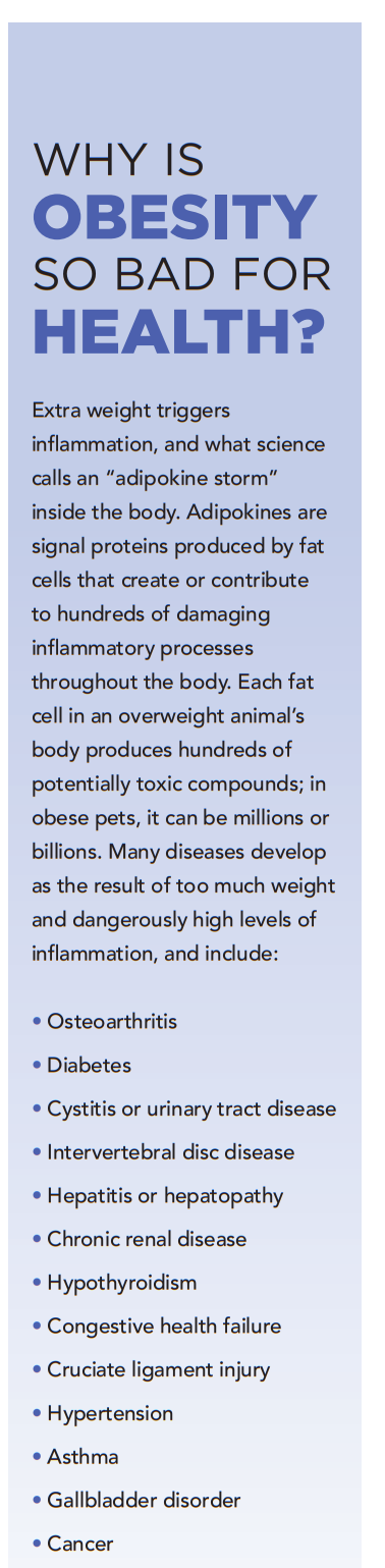Dog and Cat Obesity: Causes, Risks, and Practical Solutions