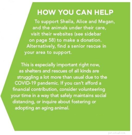 Inside Senior Dog & Cat Shelters: Care, Challenges, and Impact
