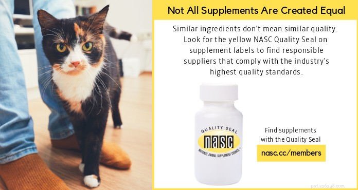 Proactive Joint Care for Aging Dogs & Cats: Expert Guidance