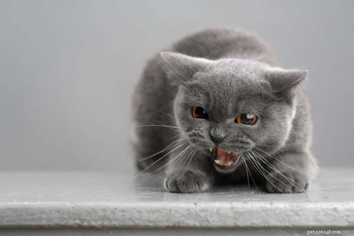 Hyperthyroidism in Cats: Symptoms, Diagnosis, and Care