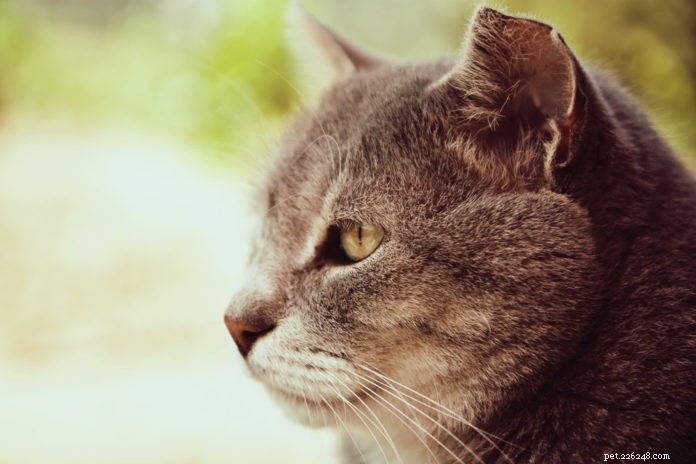 How to Care for Your Arthritic Cat: Expert Tips & Treatments