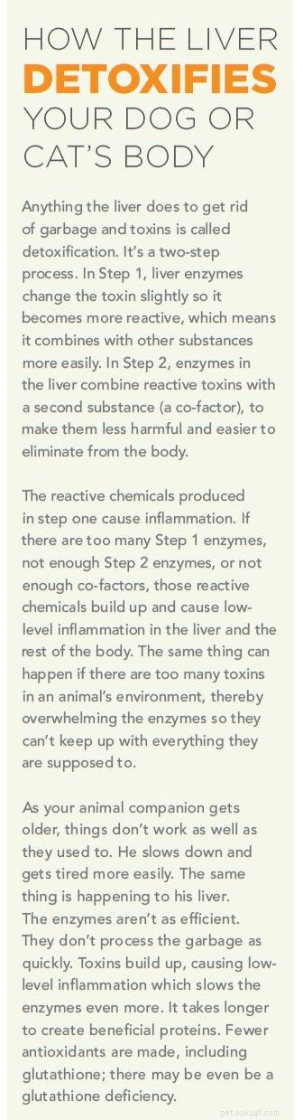 Natural Ways to Support Your Pet’s Aging Liver