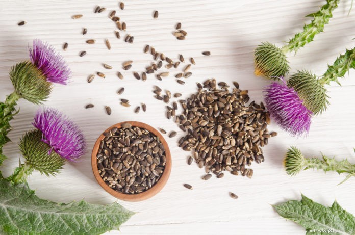 Natural Ways to Support Your Pet’s Aging Liver