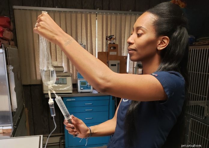 Ozone Therapy in Veterinary Care: Proven Benefits for Dogs & Cats