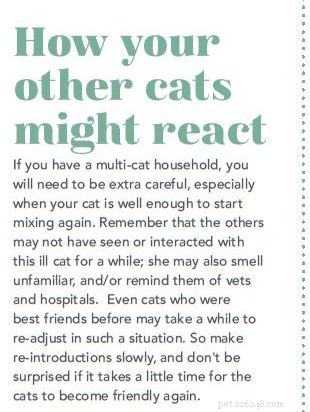 Caring for Your Cat After Surgery: A Comprehensive Recovery Guide