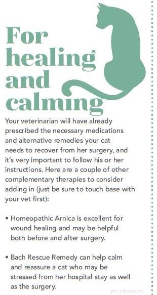 Caring for Your Cat After Surgery: A Comprehensive Recovery Guide