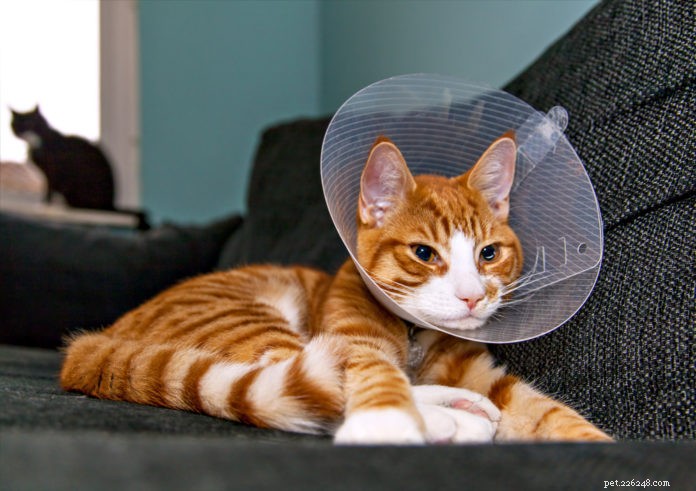 Caring for Your Cat After Surgery: A Comprehensive Recovery Guide