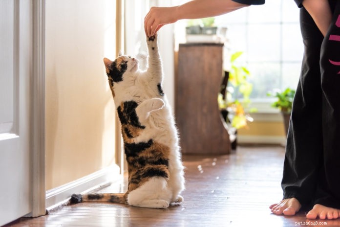 Master Clicker Training for Cats: Step‑by‑Step Success
