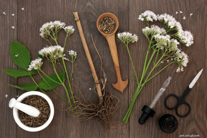 6 Proven Herbs That Calm Cat Anxiety Naturally