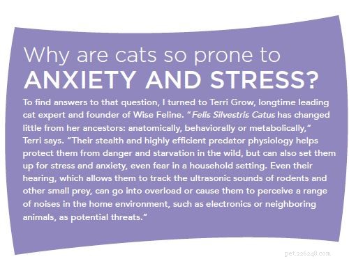 6 Proven Herbs That Calm Cat Anxiety Naturally