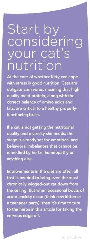 6 Proven Herbs That Calm Cat Anxiety Naturally