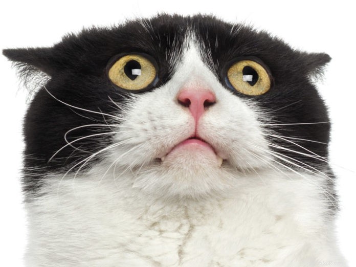 How to Prevent Hairballs in Cats: Expert Tips for a Healthier, Happier Pet