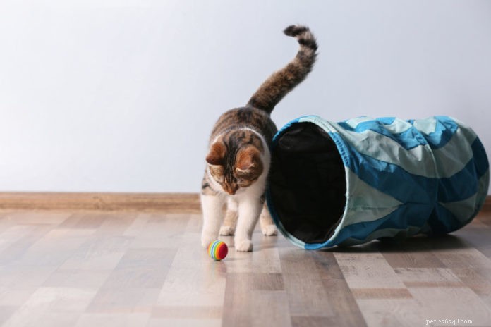 Feline Fitness: 10 Proven Ways to Keep Your Cat Lean and Active