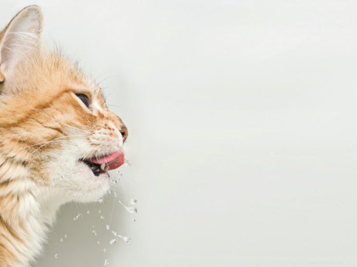 Understanding and Managing GERD (Acid Reflux) in Cats