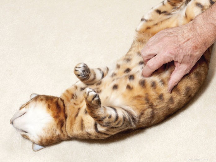 Managing Feline Diabetes: Diet & Acupressure for a Healthy Cat