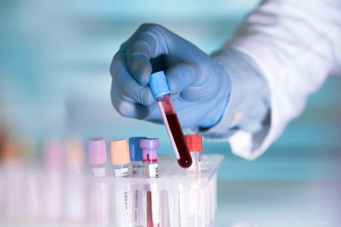 Decoding Your Pet s Lab Results: A Clear Guide to Veterinary Blood Tests