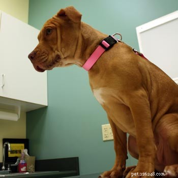 The Rabies Challenge Fund: Ensuring Dog Health While Meeting Vaccine Requirements