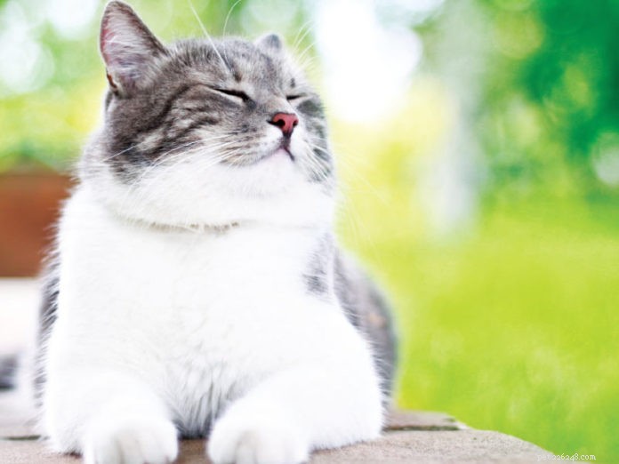 How to Safely Let Your Cat Explore the Outdoors