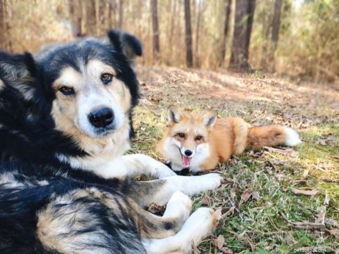 Moose the Malamute Mix & Juniper the Domestic Fox: A Remarkable Interspecies Bond