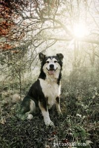 Moose the Malamute Mix & Juniper the Domestic Fox: A Remarkable Interspecies Bond